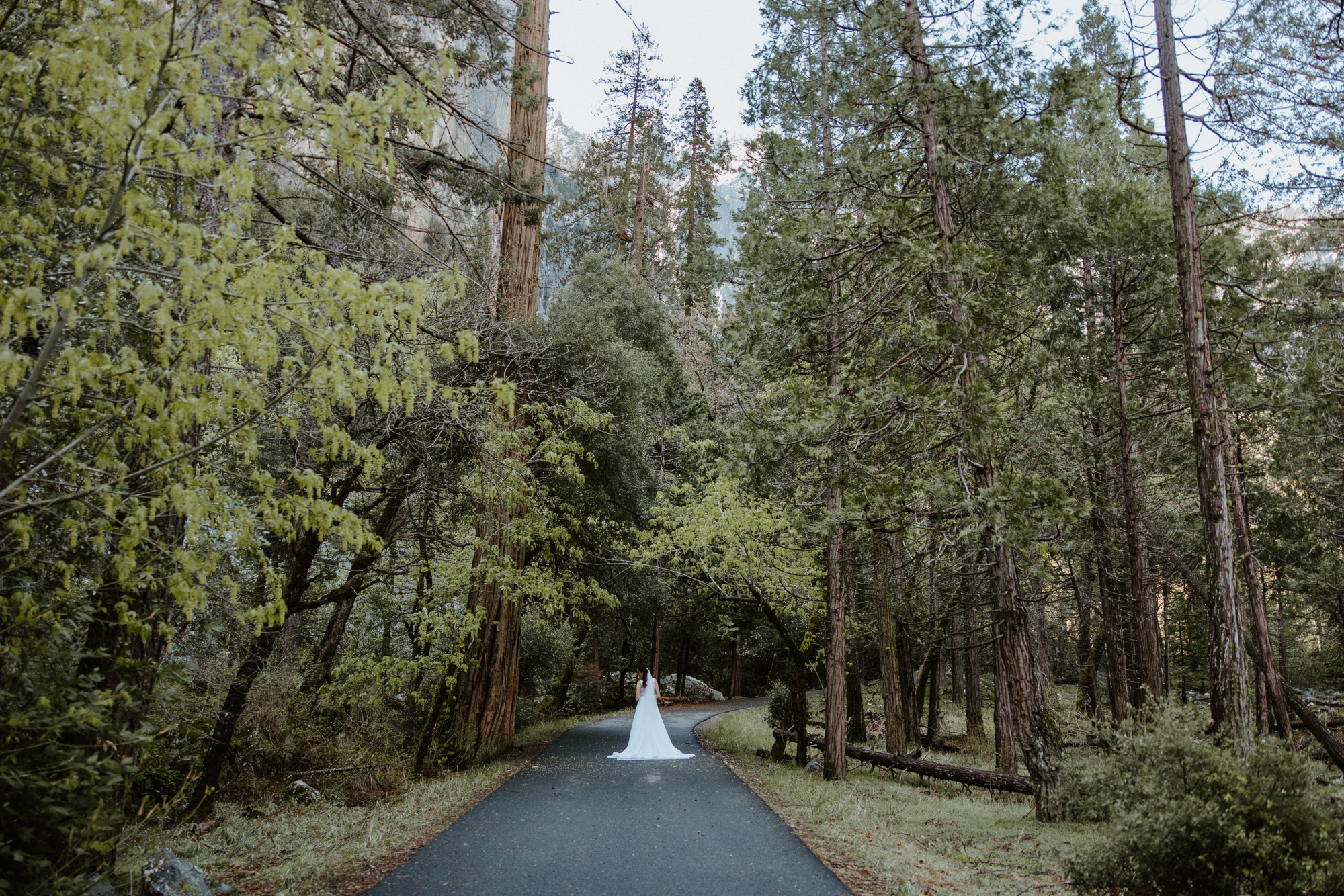 Bride standing near the forest's edge, gazing at Yosemite's stunning landscape in her wedding dress