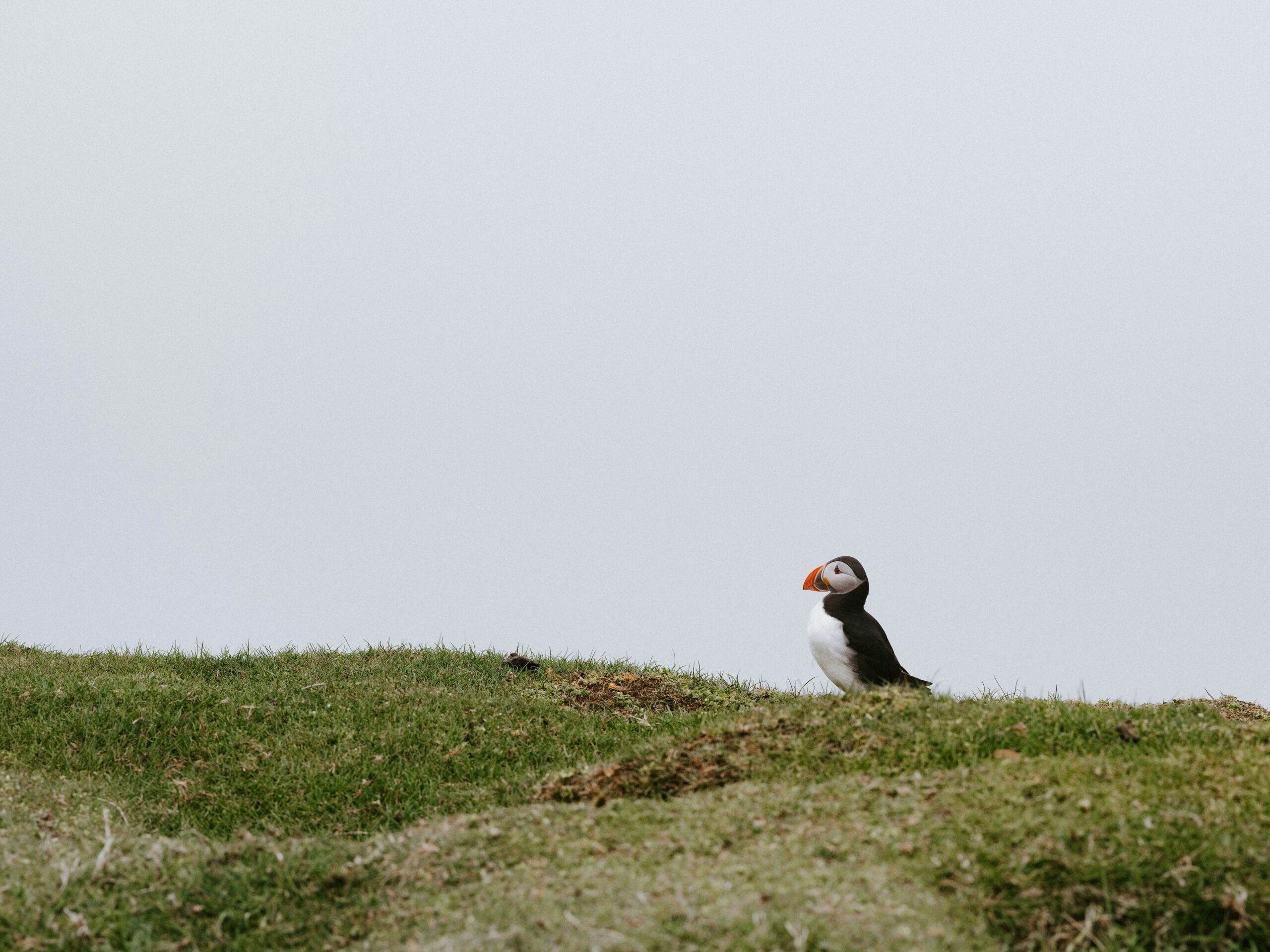 Colorful puffins perched on dramatic Faroe Islands cliffs, creating a wild, unforgettable setting for adventurous elopements.