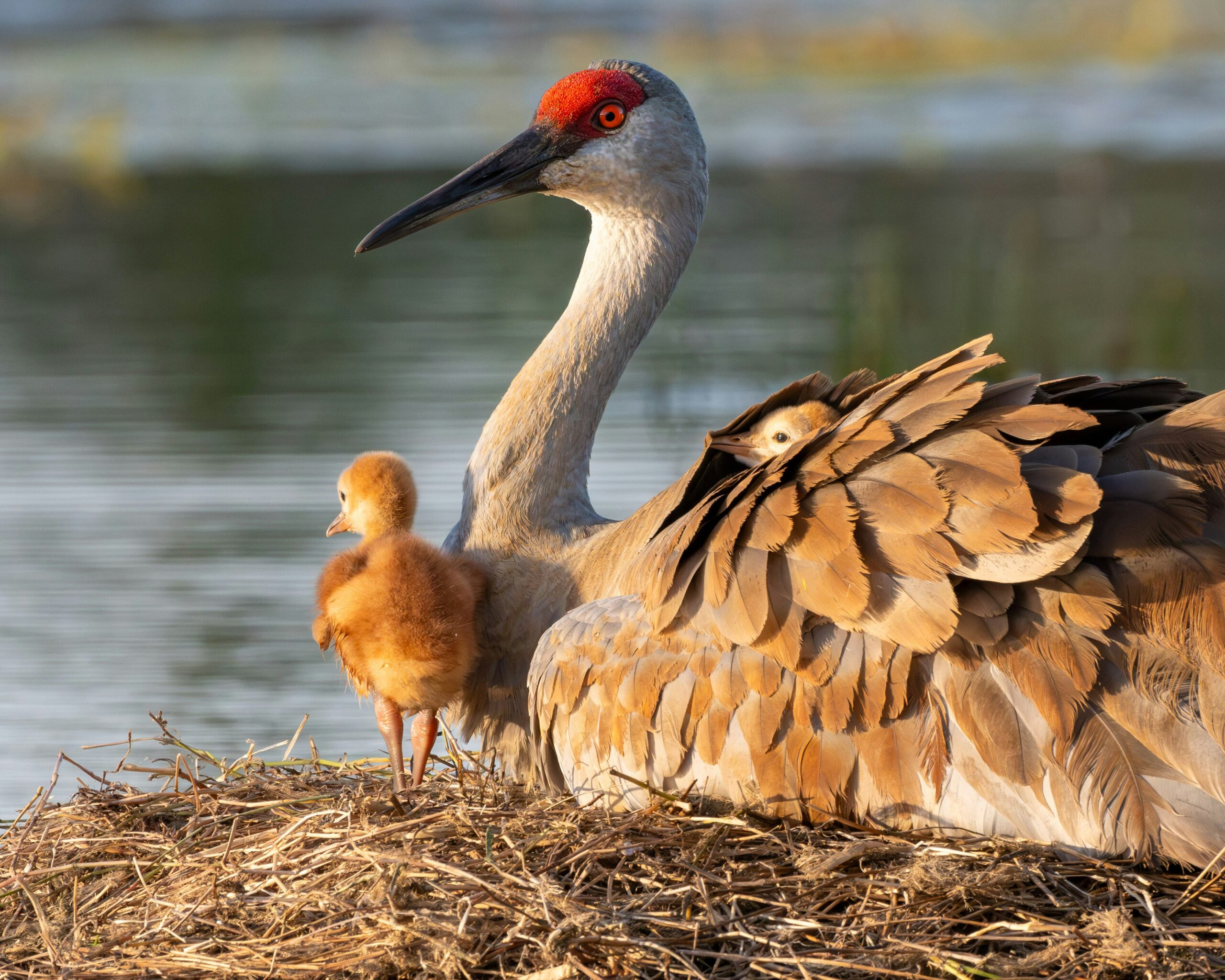 Flocks of sandhill cranes flying over Nebraska wetlands at sunrise, ideal for wildlife-loving couples’ elopements.